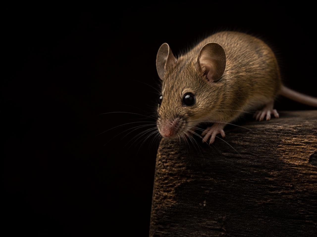 Small house mouse with fine features, large ears and a thin tail