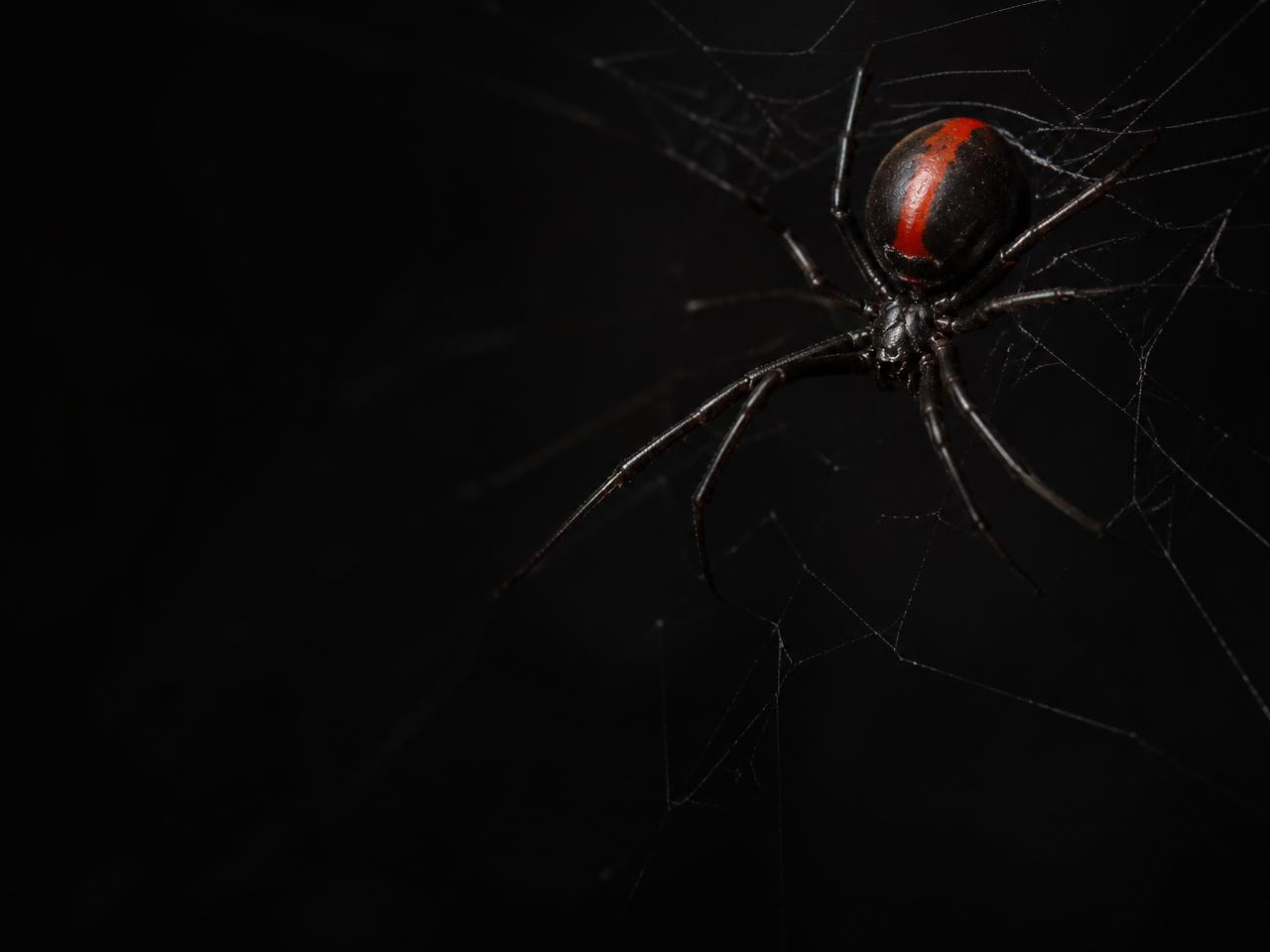 Female redback spider with a dark body and distinctive red marking