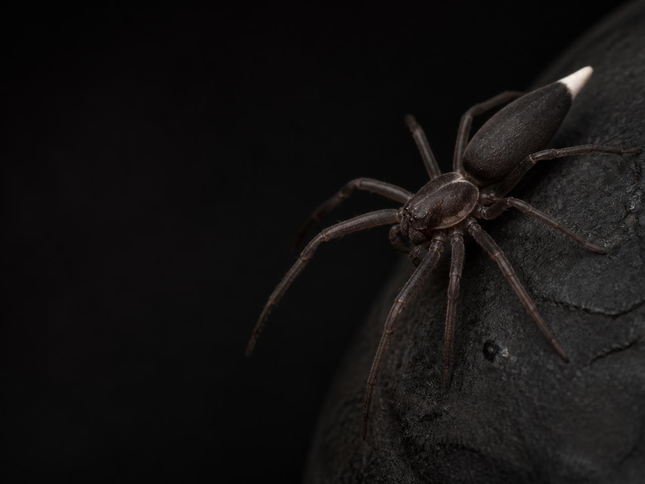 Slender dark white-tail spider with a pale tip at the end of its abdomen